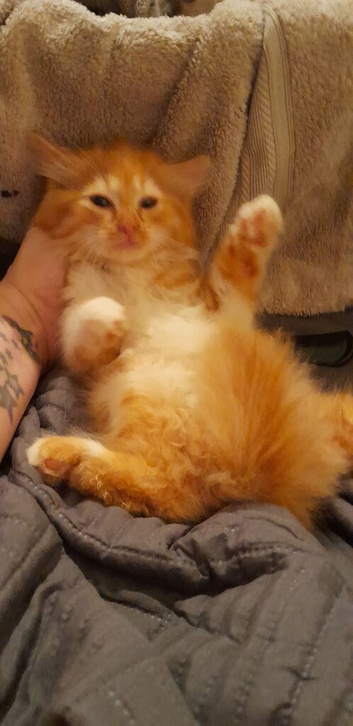 Last Red Rare sepia boy needs his forever home. We donate all fees and only A star homes 3 left Ready now