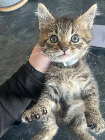 Female British short hair x tabby