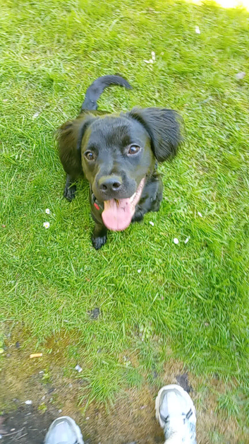 8 month old springador male (OREO)