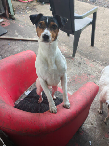 2 x Male Parson Jack Russell For Stud
