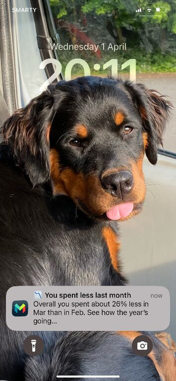 Fluffweiler, longhair bitch.