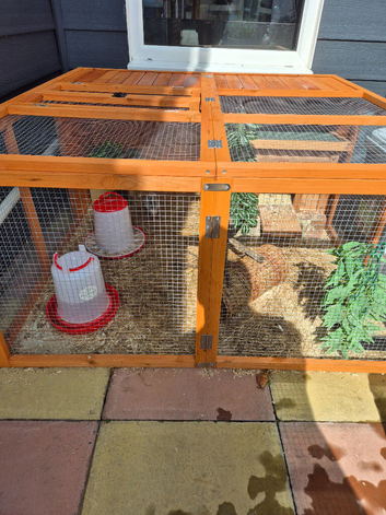 Pair of quails for sale