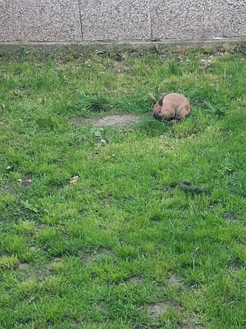 Female rabbit