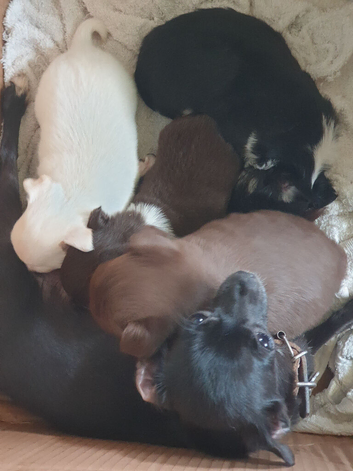 Chihuahua puppies Alford Lincolnshire