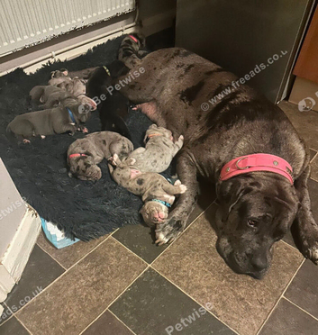 REHOMMING MY PUPPY CANE CORSO FEMALE