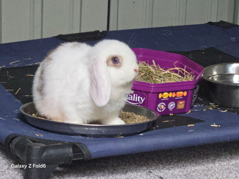 Two male and one Female Mni Lop &pound;85 Each