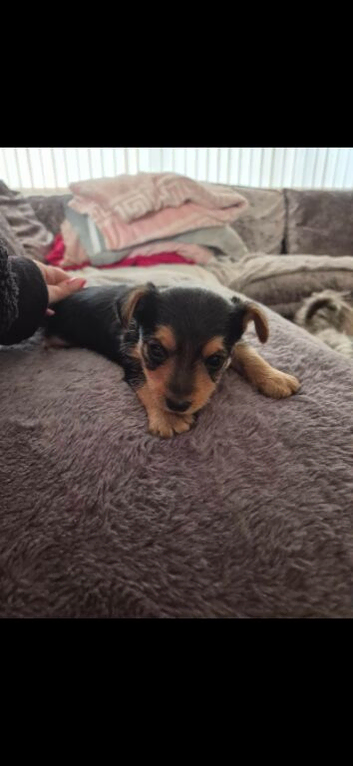 Gorgeous Yorkshire Terrier