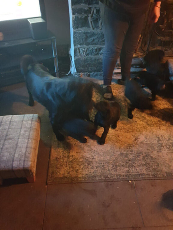 7 Beautiful Black Labrador puppies (Working Lines)