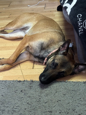 1 year old Female Malinois