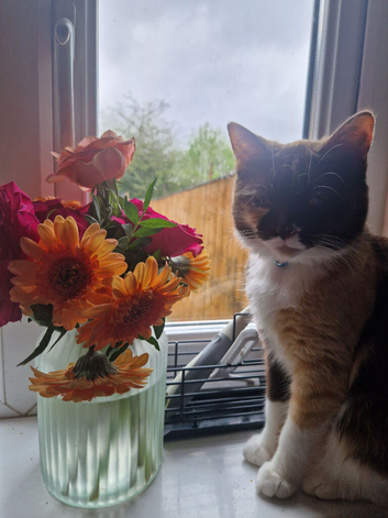 Home needed for 3 cats