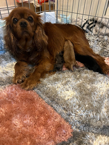 Miniature cavapoo girl ready next week