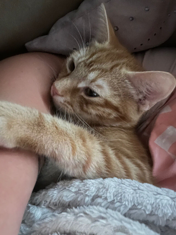 Ginger kitten