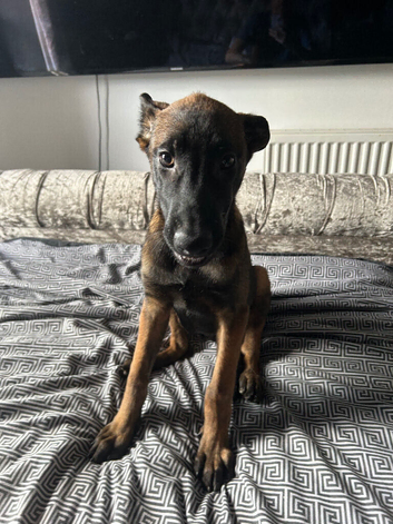 Belgian shepherd puppy