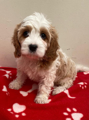 Cavapoo girl