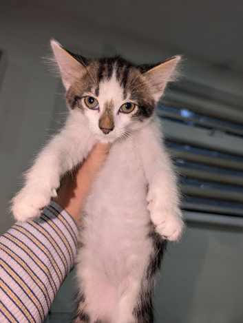 Maine coon cross kittens