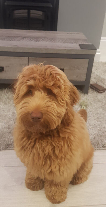 Cockapoo  stud