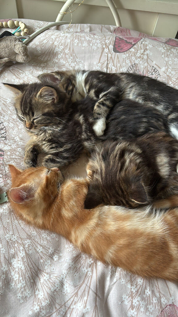 12 Week Old Kittens Looking For Homes!