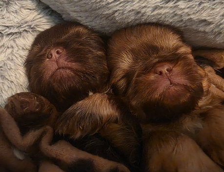 Imperial Shih Tzu Puppies