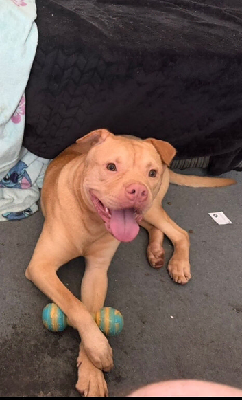 Staffie cross sha-pei male