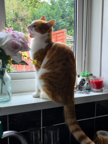 1 year old Ginger and white boy