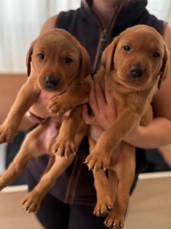 Fox red/black chunky puppies