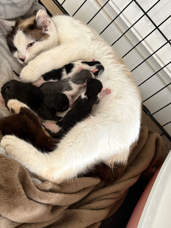 Kittens