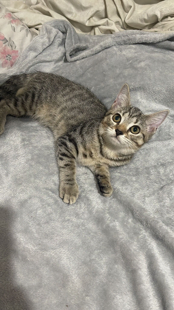 3 beautiful British Shorhair kittens