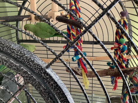 Two Indian rigneck parakeets and large cage