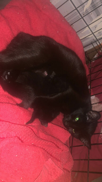 2 black female kittens