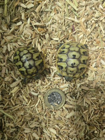 Hermann Tortoise Hatchlings (Female)