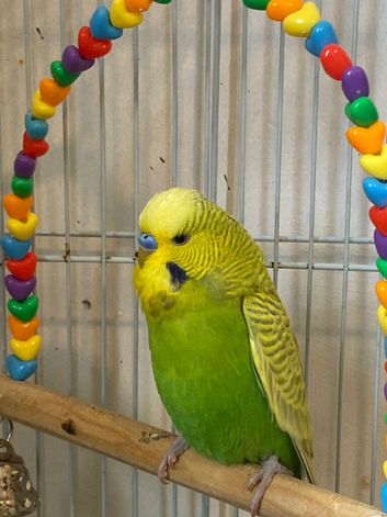 Boy budgie
