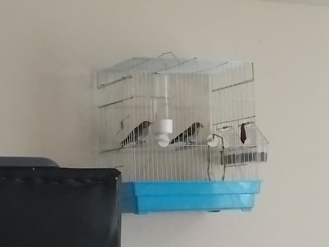 2026 goldfinches for sale