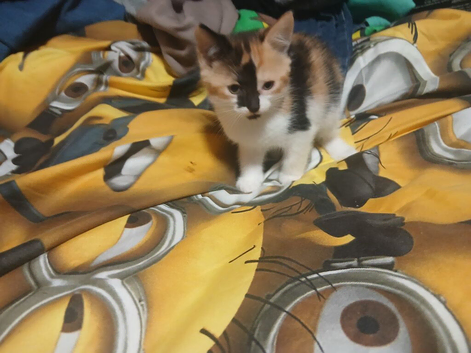 kittens bootifull Tabbies & luck Black (stevenage)