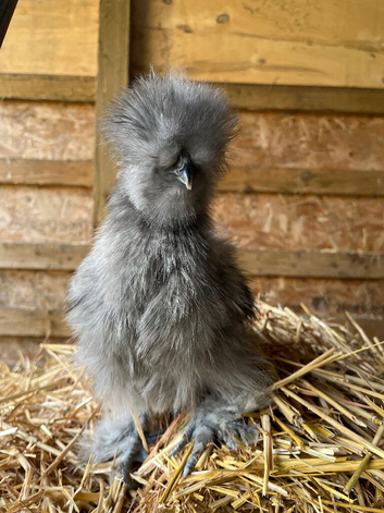 Lavender/Blue Bearded USA Silkie Pullet