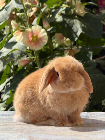 Orange mini lops for sale, 1 buck, 1 doe, from show lines
