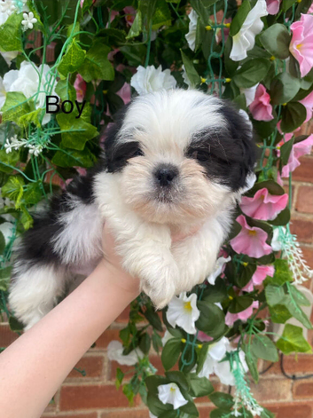 Stunning shihtzu puppies