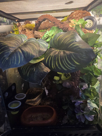 Reptiles, Tarantulas & Terrariums
