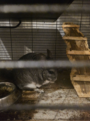 Chinchilla