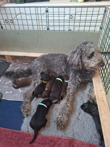Last 2 f3b labradoodle pups remaining