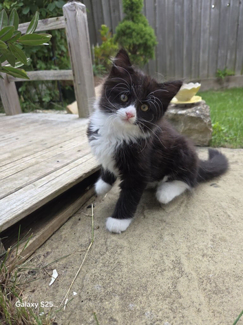 Kitten boy