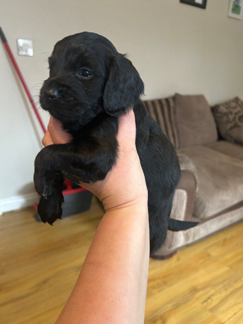F2 cockapoo