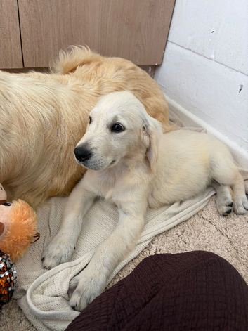 KC Reg Golden Retriever Puppies