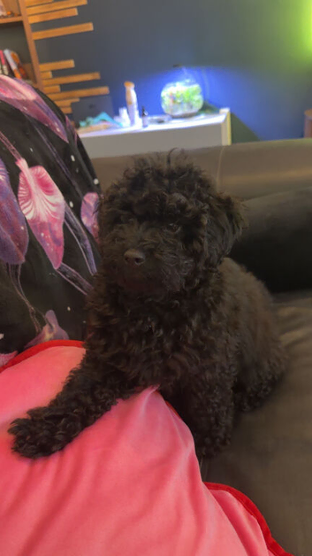 Toy poodle cross miniature poodle