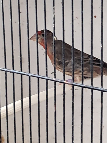 Mexican House Finches