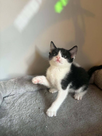 Kittens looking for new home