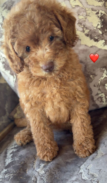 F1B cavapoo puppies FULLY VACCINATED