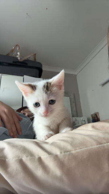 2 kittens available