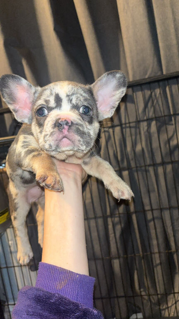 2 female french bulldog pups 7 weeks