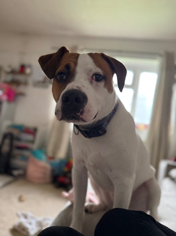 Needs Rehoming to a good home