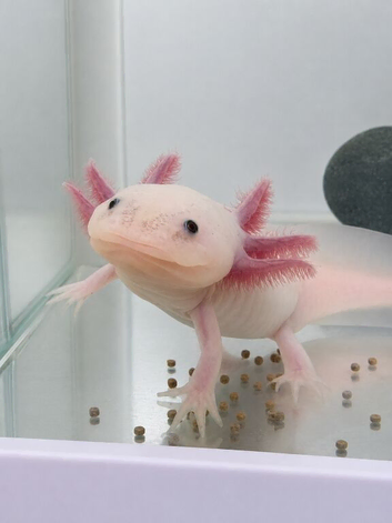 Pink axolotl